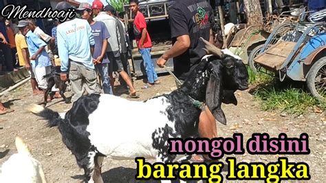 Barang Super Jarang Dijumpai Cek Harga Kambing Hari Ini Di Pasar