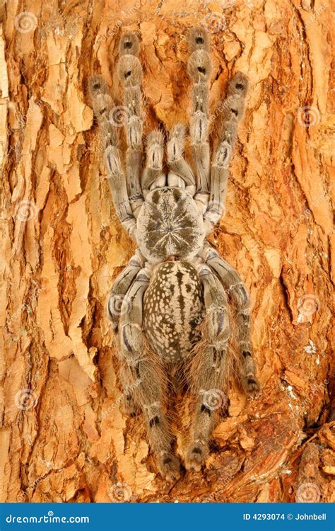 Indian Ornamental Tarantula Stock Photo Image Of Venom Arachnid 4293074