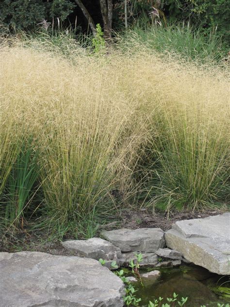 Deschampsia cespitosa - Alchetron, The Free Social Encyclopedia