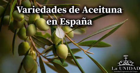 Variedades De Aceituna En Espa A Cu Les Hay Entra Y Desc Brelo