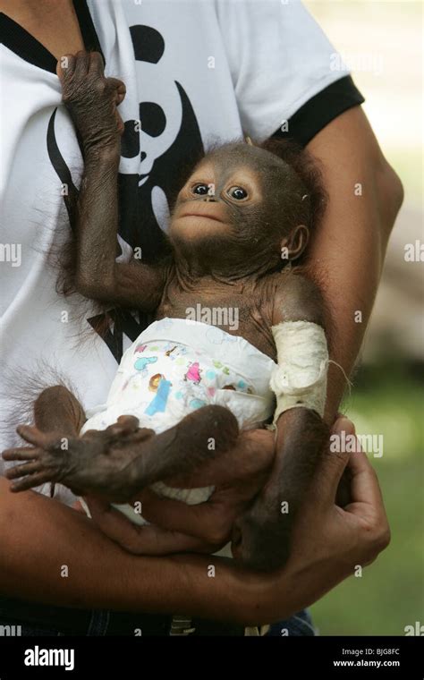 Baby Orang Utan Rescued From Poachers By The Wwf Stock Photo Alamy