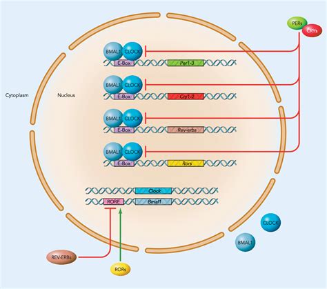 Figure 1 From Circadian Rhythms Aging And Life Span In Mammals