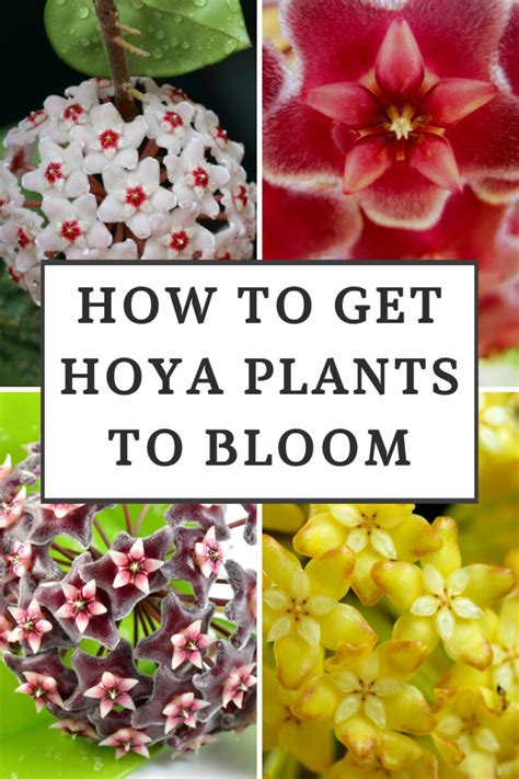 How To Get Hoya Plants To Bloom 5 Epic Tips