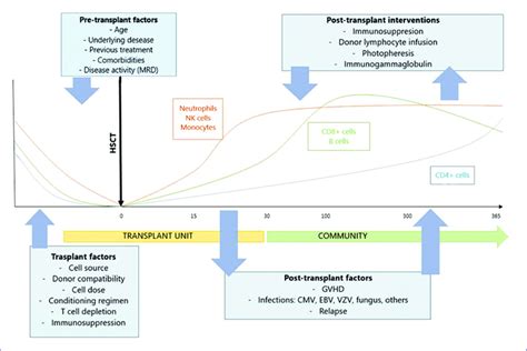 Factors Involved And Expected Immune Reconstitution In The