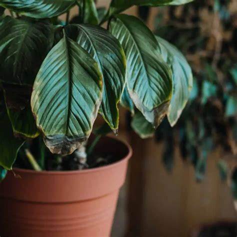 Brown Leaves On Plants How To Fix This The Contented Plant