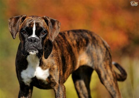 Some Gorgeous Brindle Dog Breeds Pets4homes Boxer Dogs Brindle Boxer