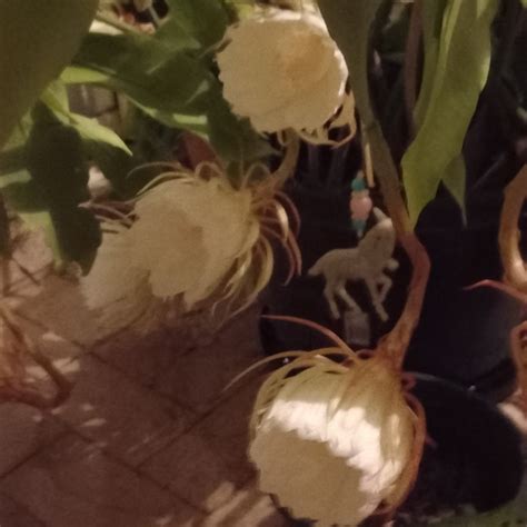 Selenicereus Grandiflorus Syn Cactus Grandiflorus Cereus Grandiflorus