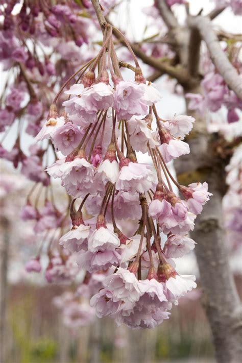 Double Flowering Weeping Cherry Tree | Best Flower Site