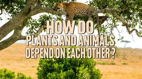 How Do Animals And Plants Depend On Each Other