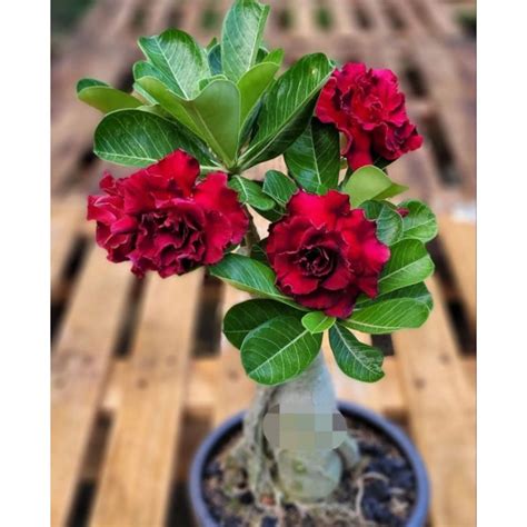 Jual New Tanaman Hias Adenium Kamboja Jepang Bunga Tumpuk Merah