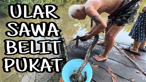 Ular Sawa Terperangkap Terus Goreng Kicap Masak Beer Cuti Habis Sik