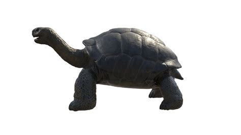 3d Model Realistic Galapagos Turtle With Rig Turbosquid 2214932