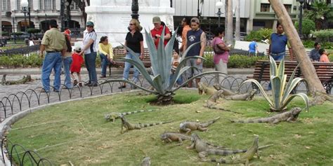 11 lugares turísticos de Guayaquil que debes conocer HOY - Ecuador Hop