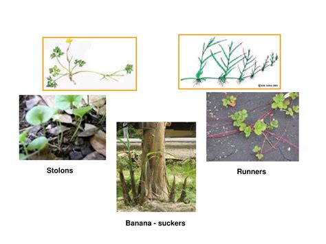 Ppt Stem Morphology Powerpoint Presentation Free Download Id9732068