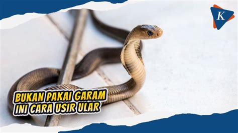 5 Cara Mudah Mengatasi Ular Yang Masuk Ke Rumah Kalian Cepat Kalian