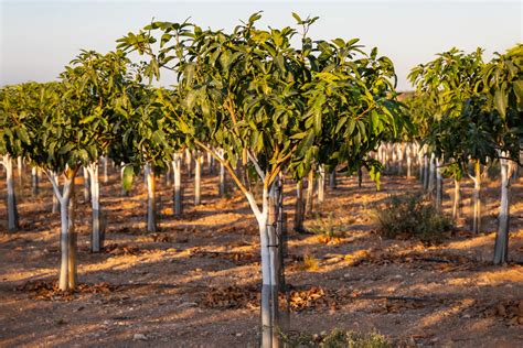 Organic Mangos From Alhambra Tropical Spain Crowdfarming Farm Fresh