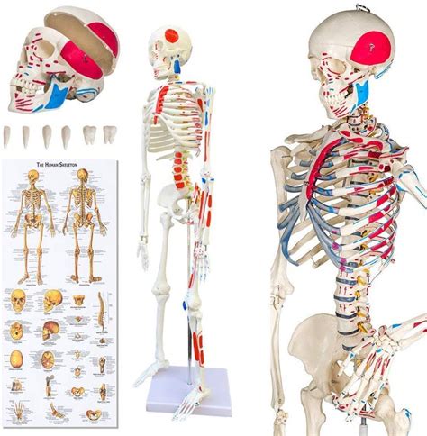 Buy Uigjiog Skeleton Anatomical Model Of Human Skeleton Skeleton