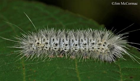 Ohio Birds and Biodiversity: PSA: Hickory Tussock Moth caterpillar