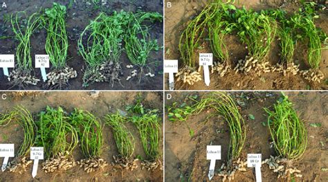 Genetic Variation In Plants