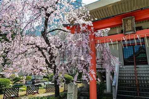 いまさらの桜シリーズ 本覚寺の枝垂れの宴。 冬来たりなば春遠からじ20 Daily