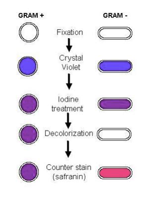 Microbial Structure Flashcards Quizlet