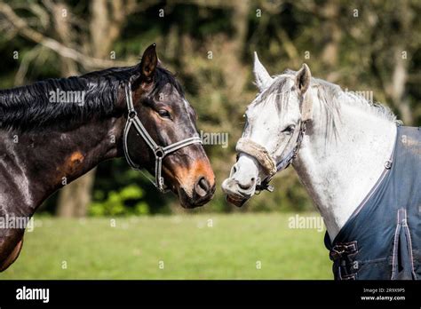 Horse Stand Hi Res Stock Photography And Images Alamy