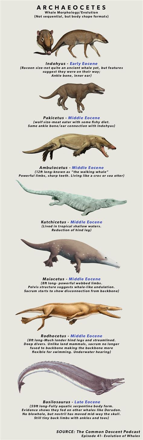 The Indohyus Is A Mammalian Land Animal That Precedes The Archaecetes