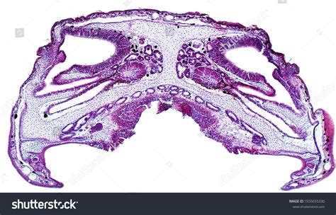 21 Jacobson Organ Images Stock Photos And Vectors Shutterstock