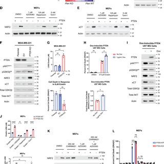 Pdf Akt Activation Because Of Pten Loss Upregulates Xct Via Gsk