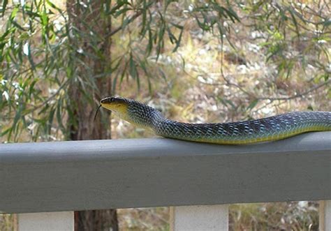 Snakes Of Brisbane And South East Queensland Identification