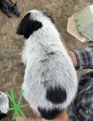 Blue Heeler Puppies Nex Tech Classifieds