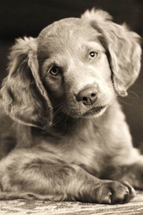 Long Haired Weimaraner Puppy Emmasin Flickr