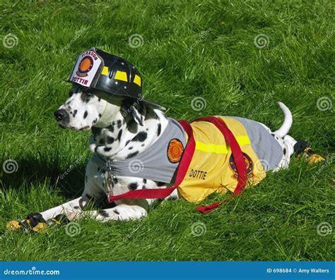 Fire Department Dalmation Mascot Stock Photo Image Of Station