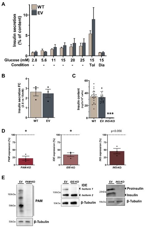 Functional characterisation of EndoC βH1 KO cell lines A C Insulin