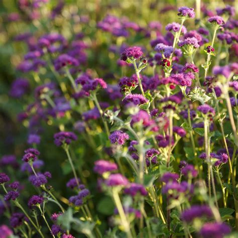 Bulk Ageratum Seeds Red Flint Bulk Wildflowers