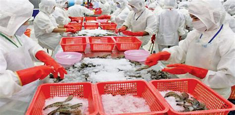 Myanmar Exports Tonnes Of Shrimp To External Markets In Fy