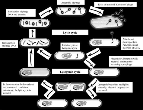 Schematic Representation Of The Lytic And Lysogenic Cycles Of A