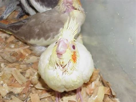 Caring for Cockatiel Babies - PetHelpful