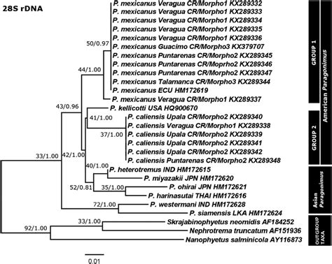 Bayesian Phylogenetic Tree Reconstructed From 28S RDNA Sequence