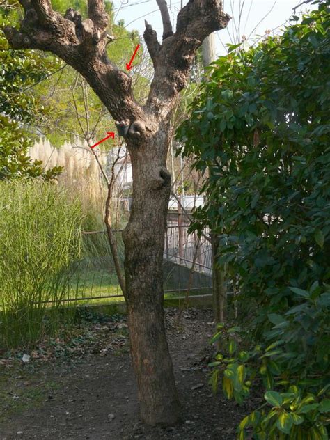 La Mangiatoia Del Picchio Rosso Maggiore Natura Mediterraneo Forum