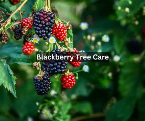 Blackberry Tree Care: From Planting to Harvesting