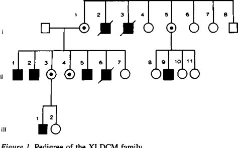 Figure 1 From A Mutation In The Dystrophin Gene Selectively Affecting