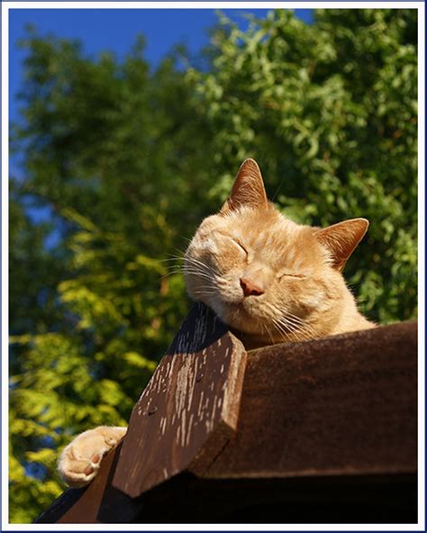 Butter Wouldn T Melt Ginge Ginge My Neigbour S Cat Has B Flickr