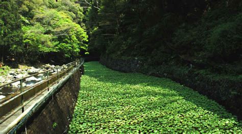 How To Grow Wasabi Complex But Rewarding Roots Epic Gardening