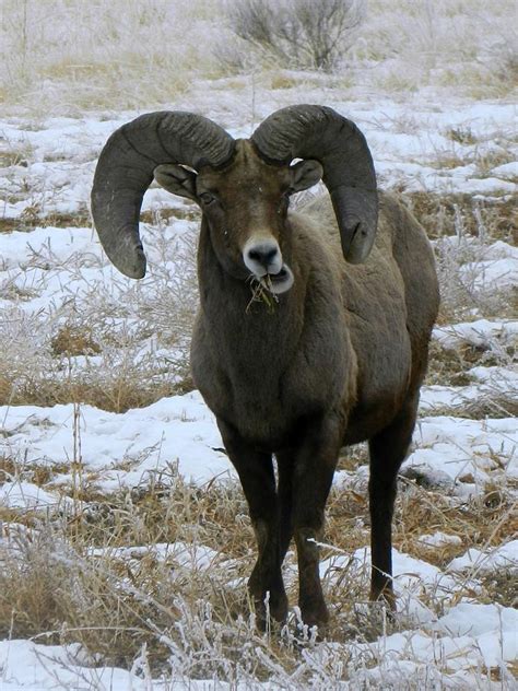 Rocky Mountain Big Horn Sheep 2 Photograph by Michelle Frizzell-Thompson