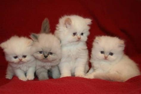 Think Twice Before You Buy A Teacup Persian Cat