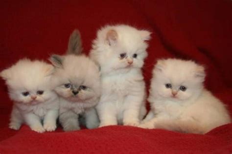 Think Twice Before you Buy A Teacup Persian Cat-Kittentoob