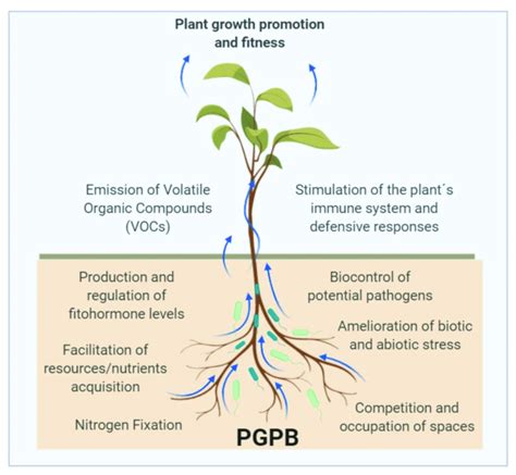 Beneficial Mechanisms Exerted By Plant Growth Promoting Bacteria Pgpb