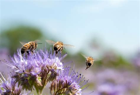 Bee Population Decline Puts These U S Crops At Risk