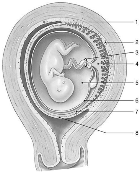 Chapter Fetus At Weeks Diagram Quizlet